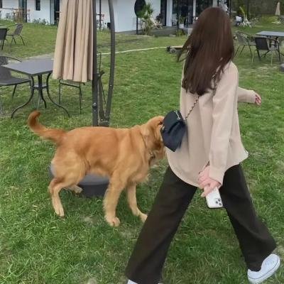 碧眼花豹海报
